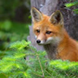 Meet your Posher, Sierra